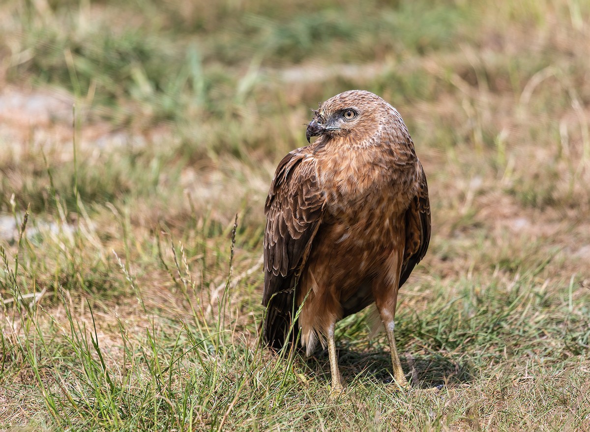 Swamp Harrier - ML296294701