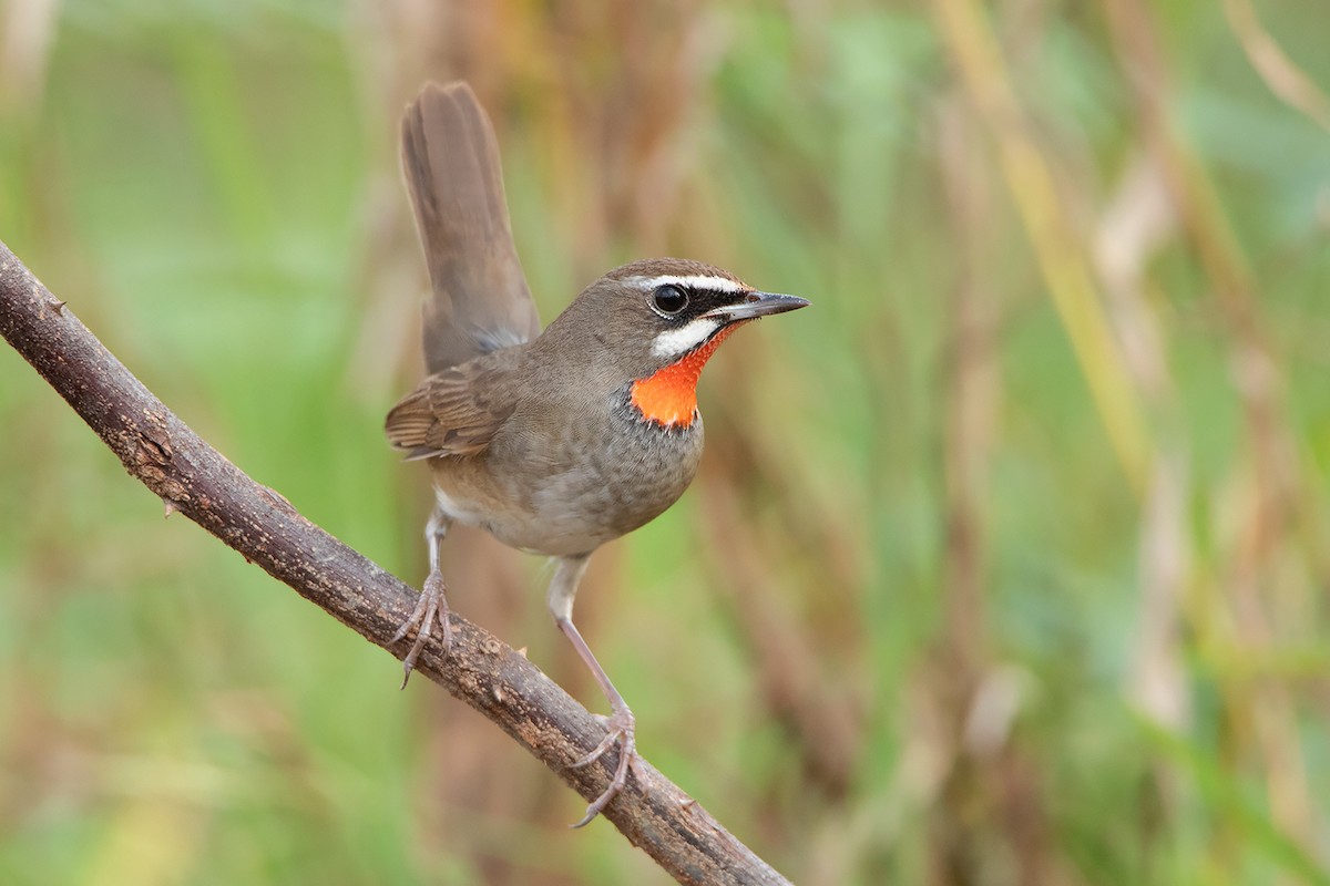 Siberian Rubythroat - ML296295131