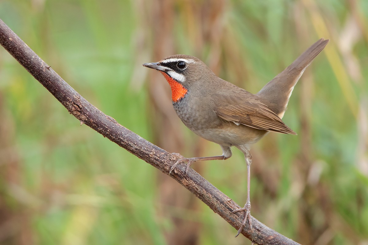 Siberian Rubythroat - ML296295161