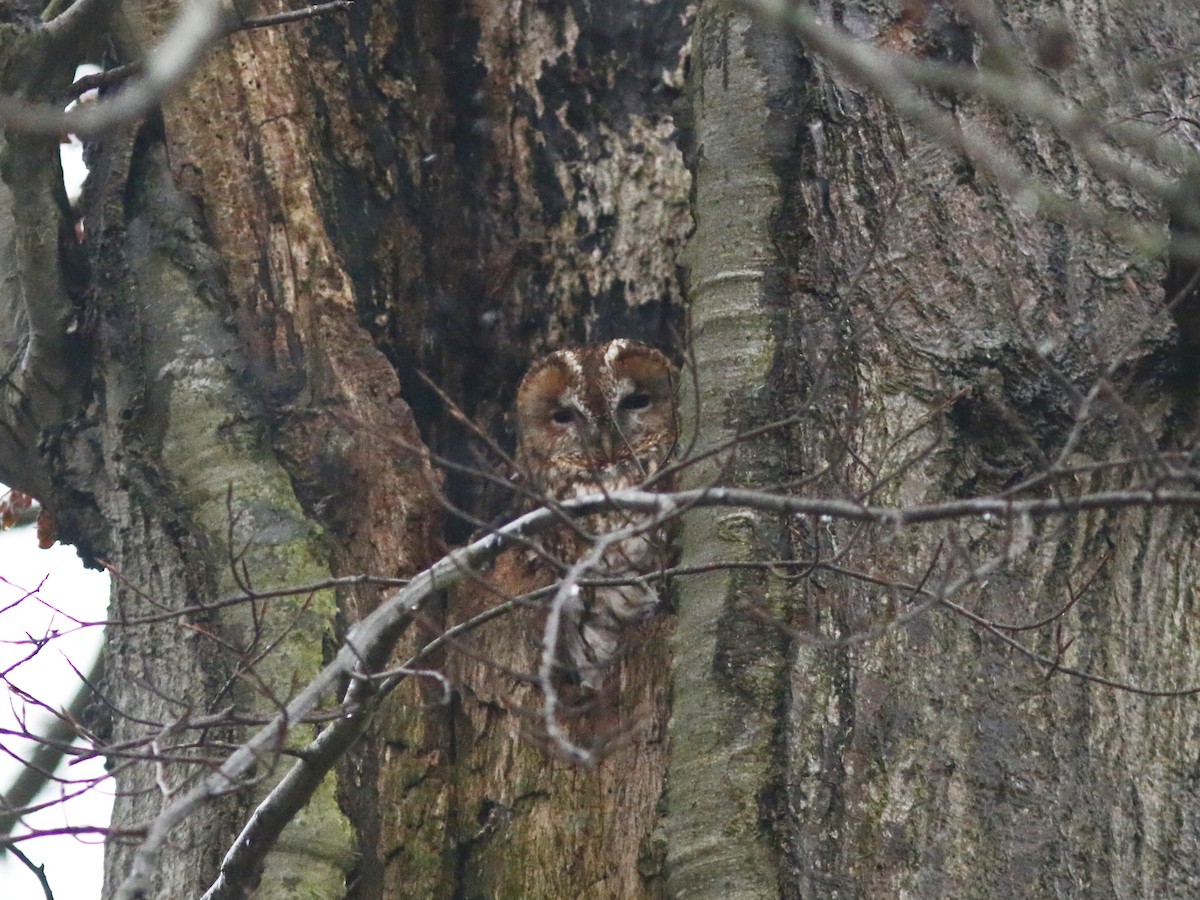 Tawny Owl - Heidi Quist