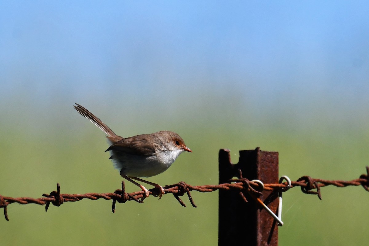 Superb Fairywren - ML296297241