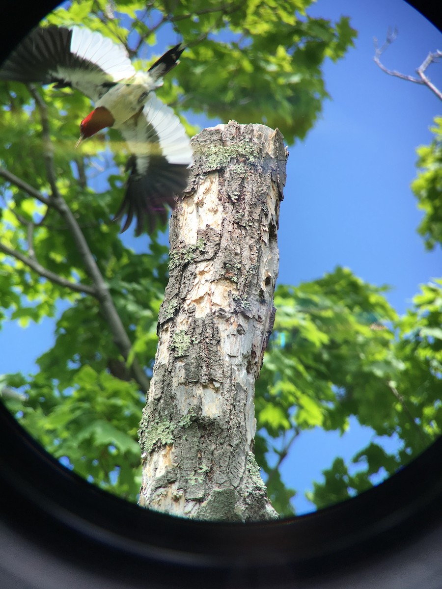 Red-headed Woodpecker - ML29629961