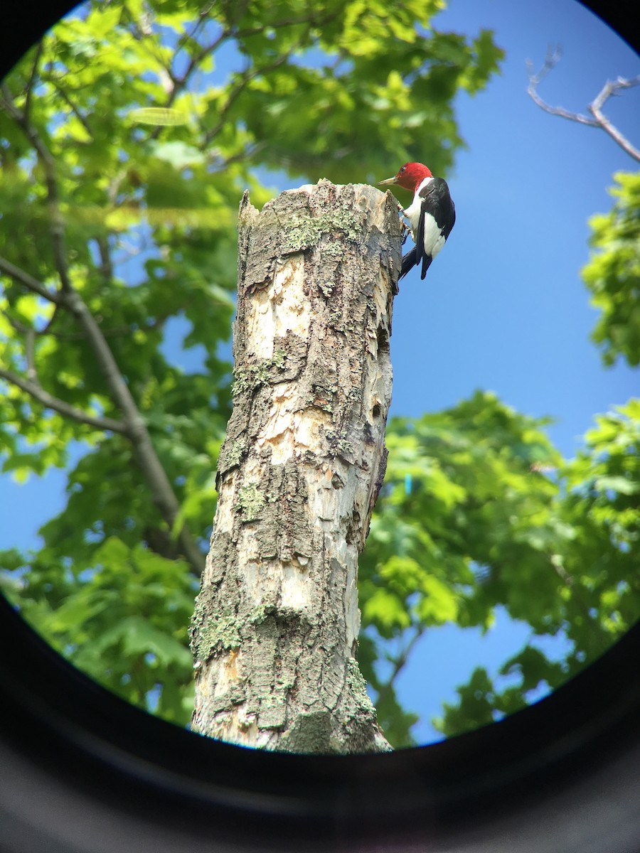 Red-headed Woodpecker - ML29629991