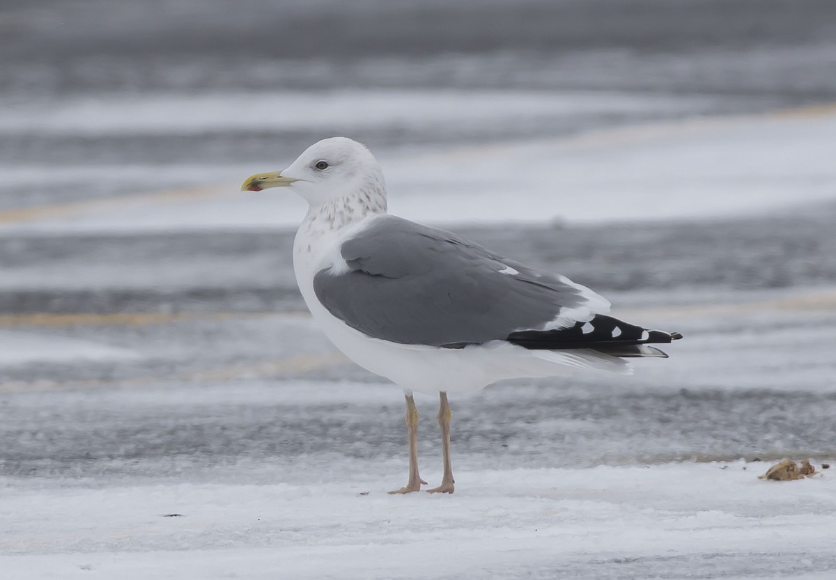 Lesser Black-backed Gull (taimyrensis) - Ronnie d'Entremont