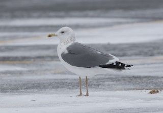 ニシセグロカモメ（亜種 タイミルセグロカモメ） - eBird