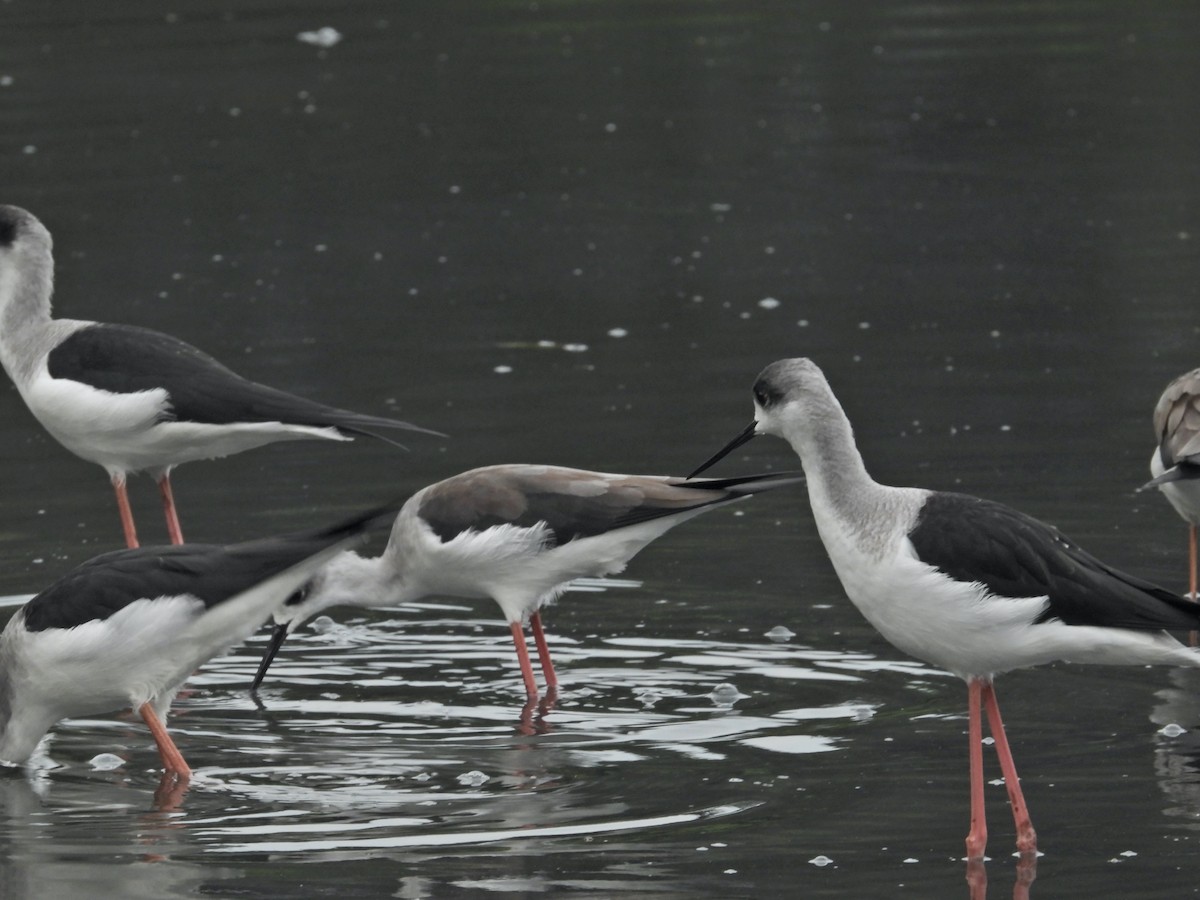 Black-winged Stilt - ML296302101