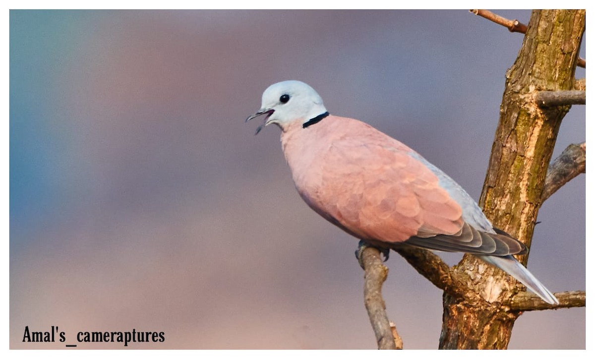 Red Collared-Dove - ML296302331