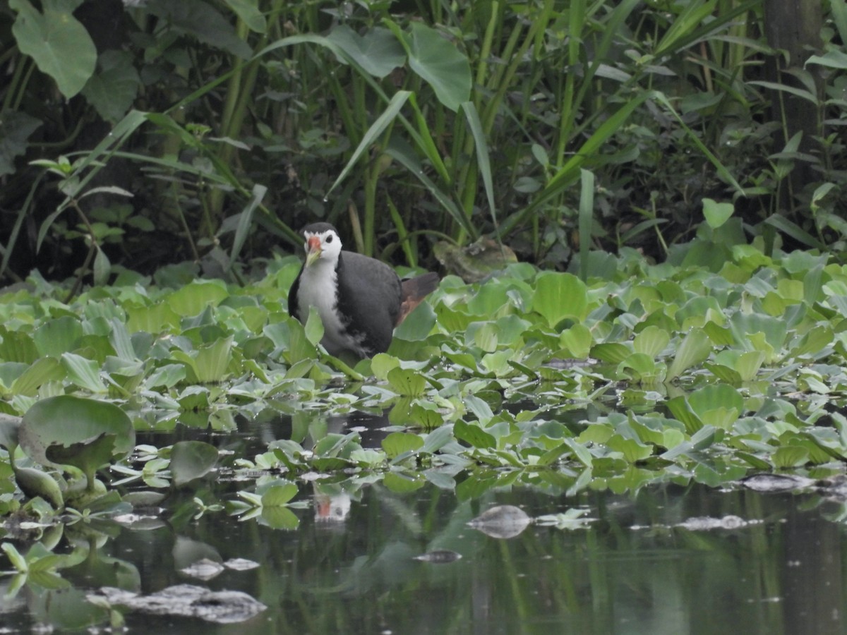 White-breasted Waterhen - Giovanni Tapang