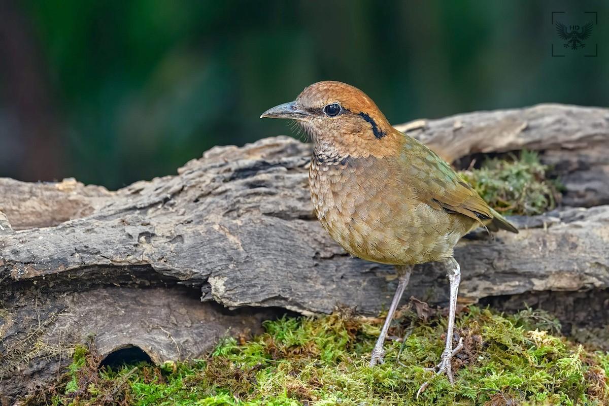 Rusty-naped Pitta - ML296302631