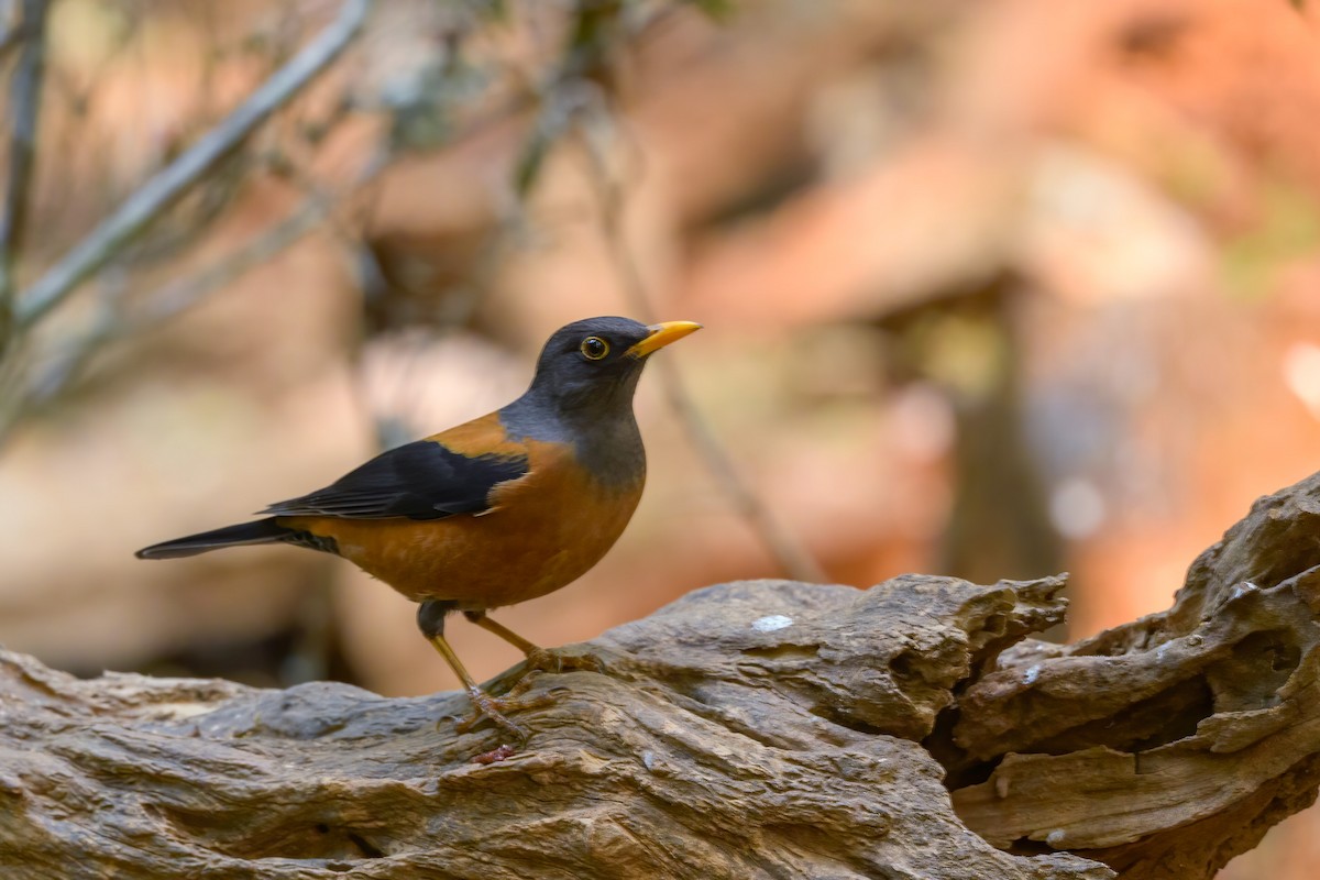 Chestnut Thrush - ML296303831