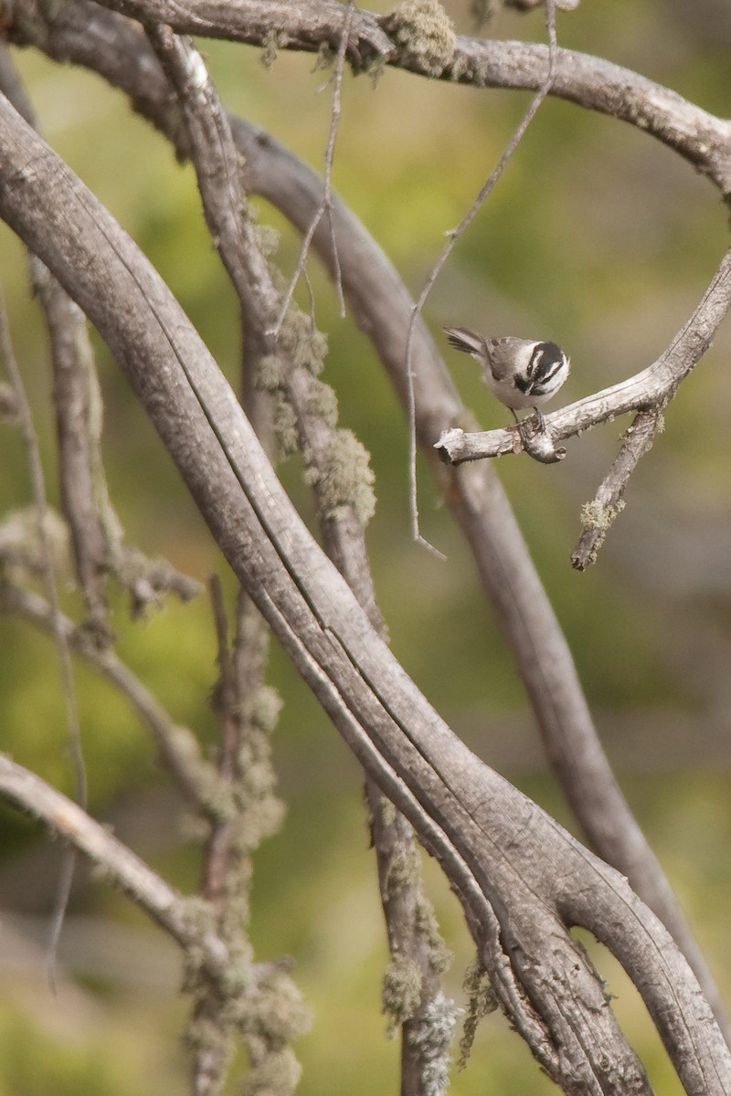 Mountain Chickadee - ML29630521