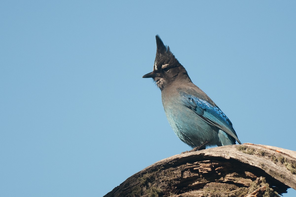 Steller's Jay - Etienne Artigau🦩