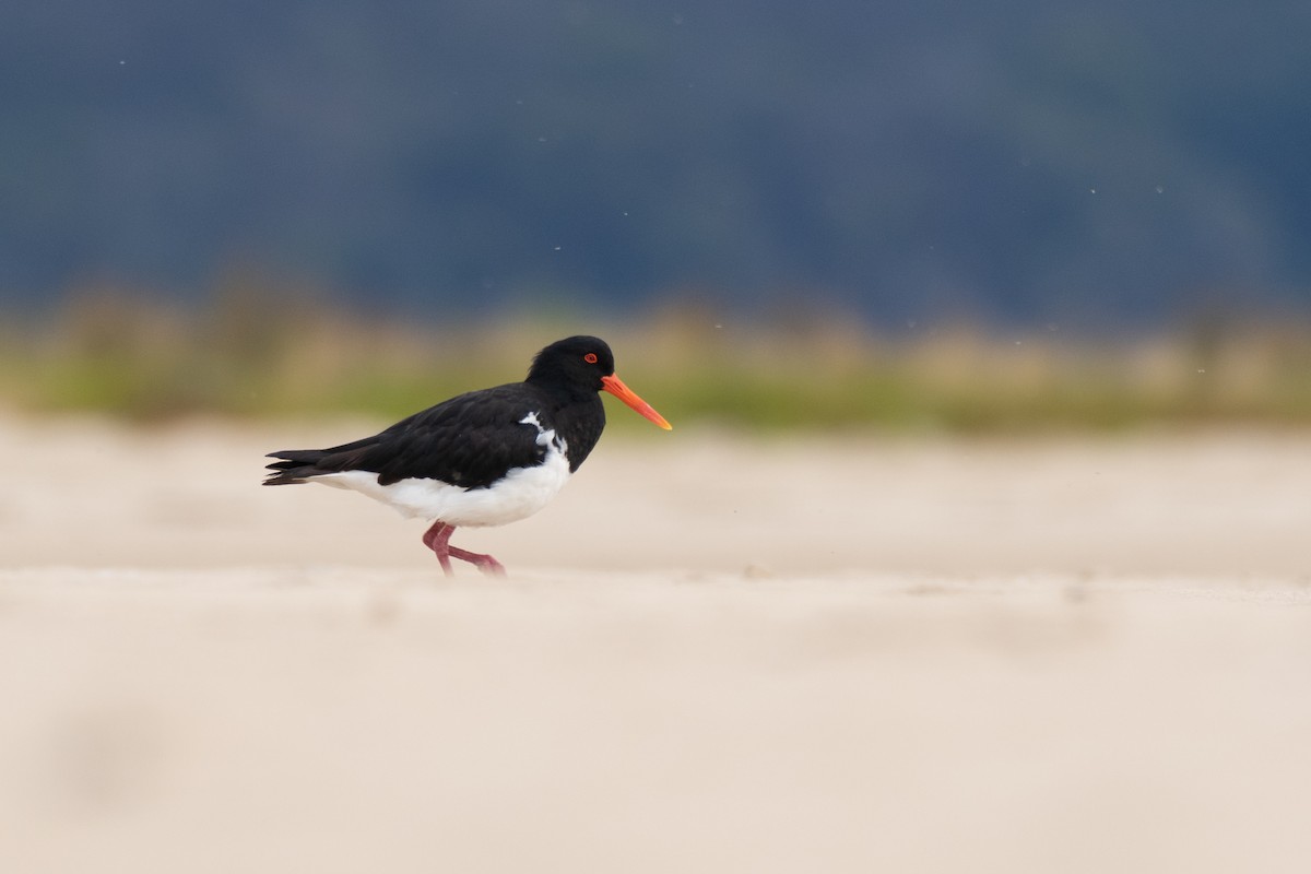 Pied Oystercatcher - ML296305331
