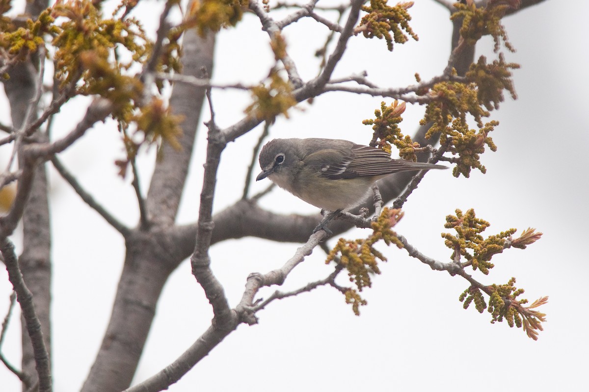 Plumbeous Vireo - ML29630551