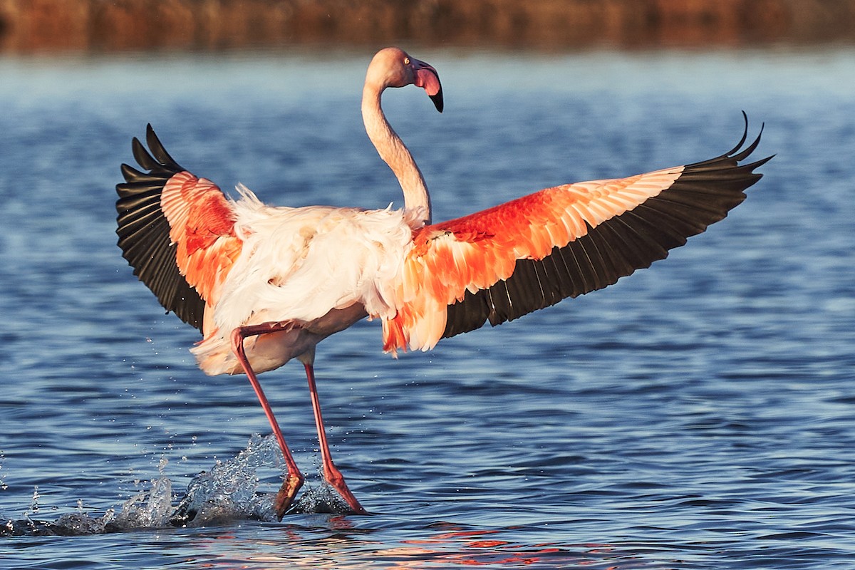 Greater Flamingo - DIEGO GOMEZ CRISTOBAL