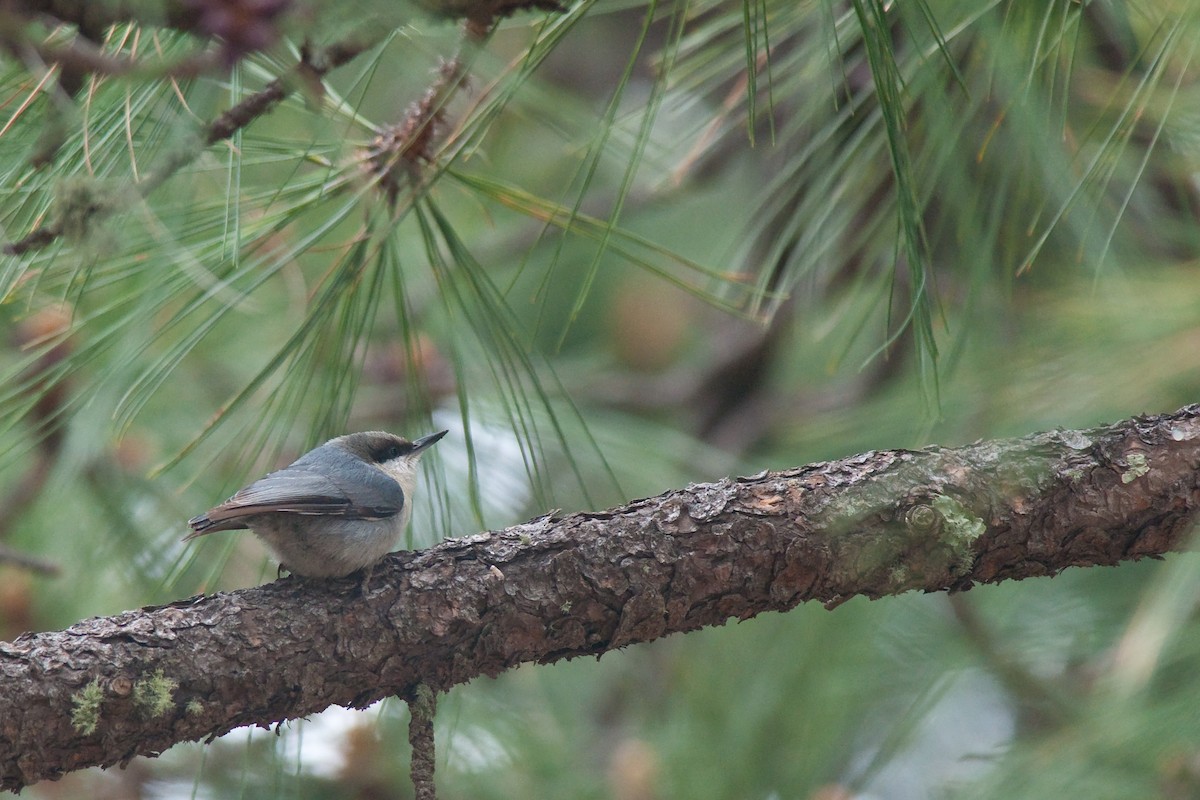 Pygmy Nuthatch - ML29630611