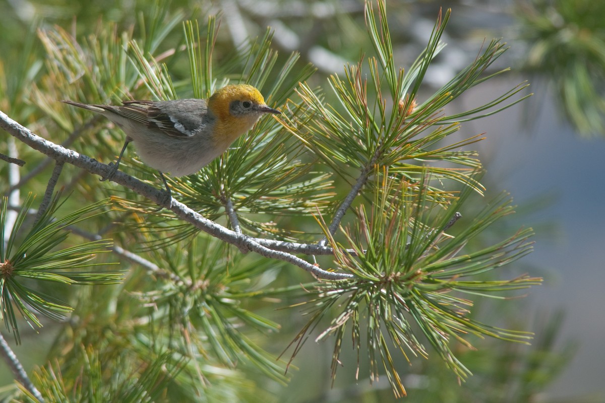 Olive Warbler - Etienne Artigau🦩
