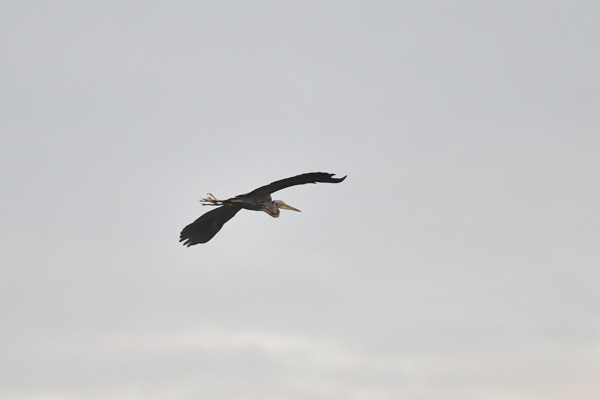 Purple Heron - ML296306391