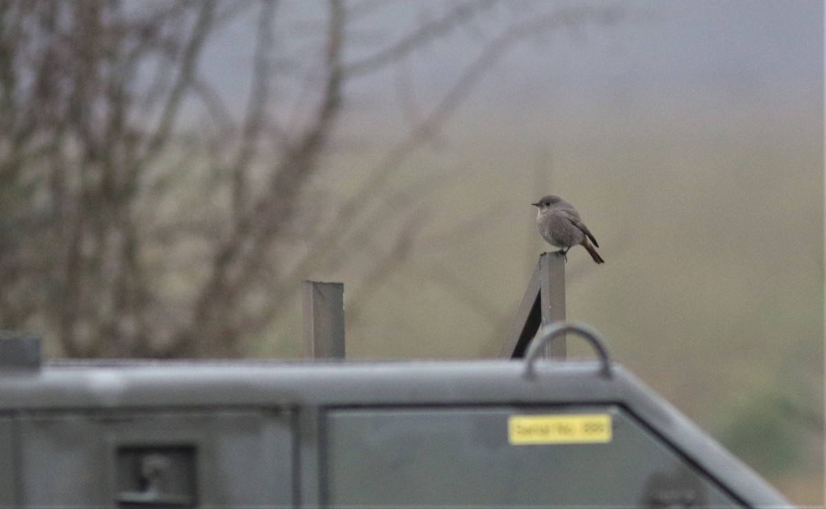 Black Redstart - Peter Alfrey