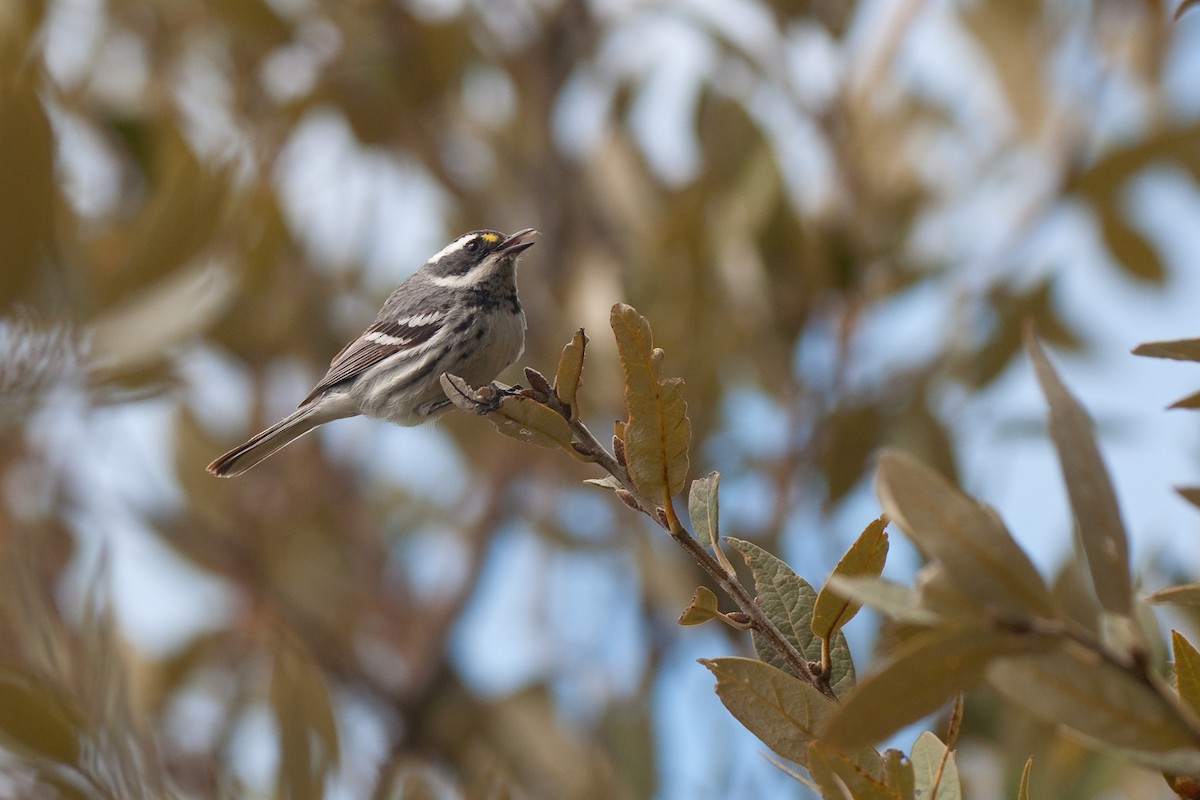 Black-throated Gray Warbler - ML29630671