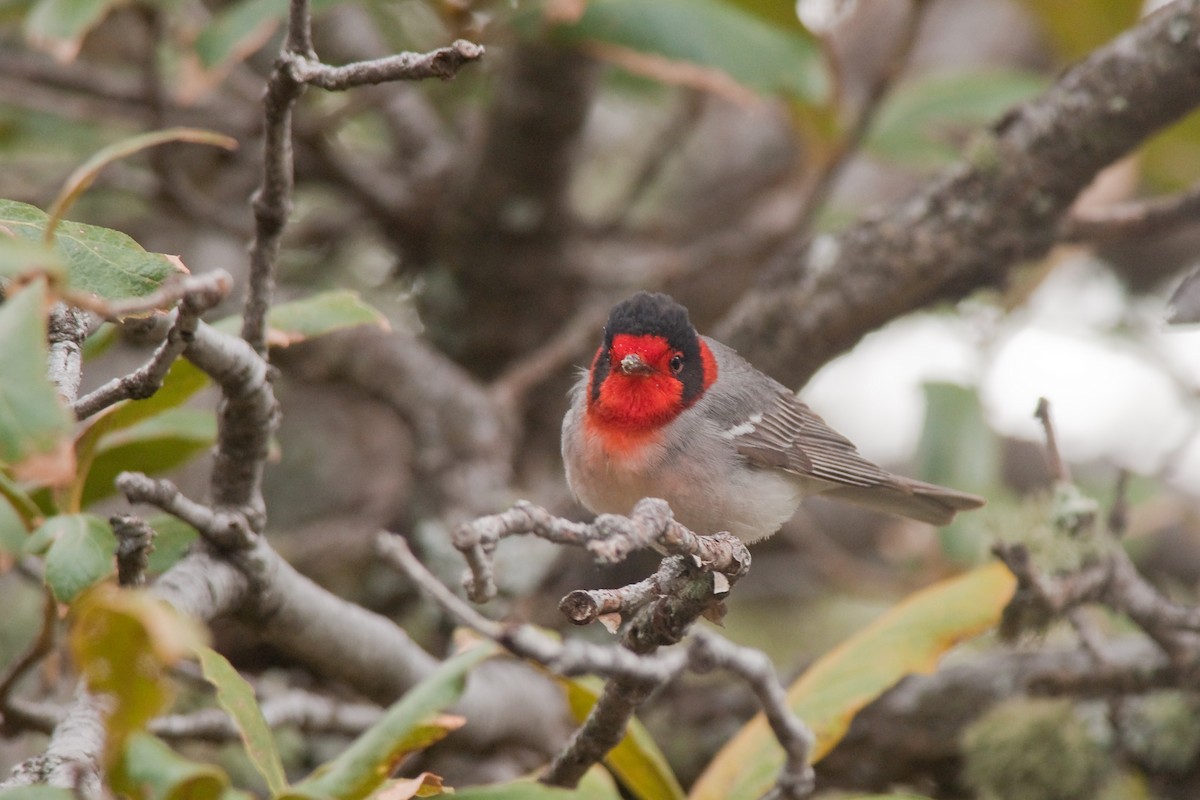 Red-faced Warbler - ML29630681