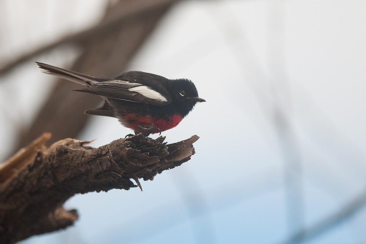 Painted Redstart - ML29630691