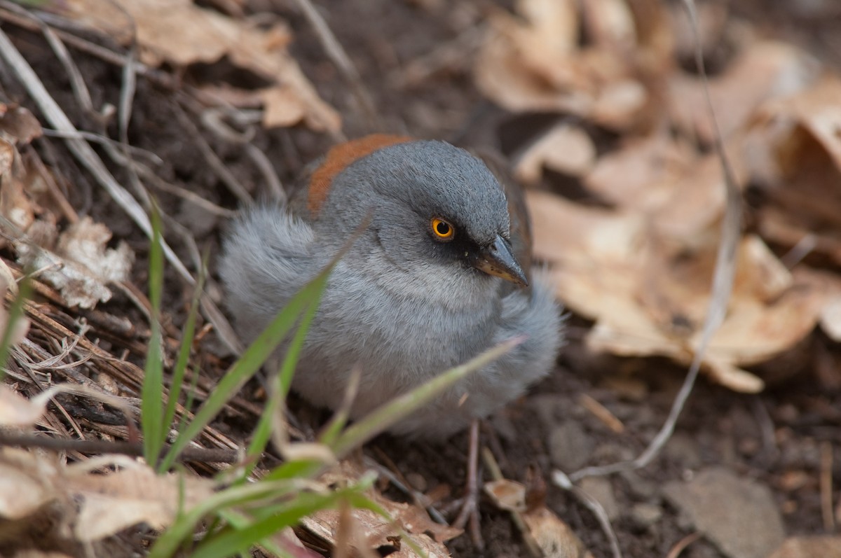 Yellow-eyed Junco - ML29630741