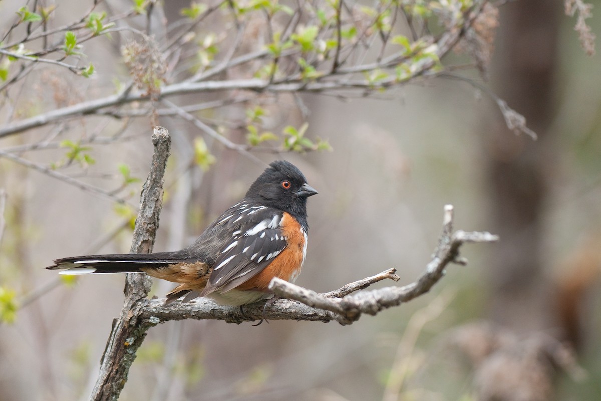 Spotted Towhee - ML29630761