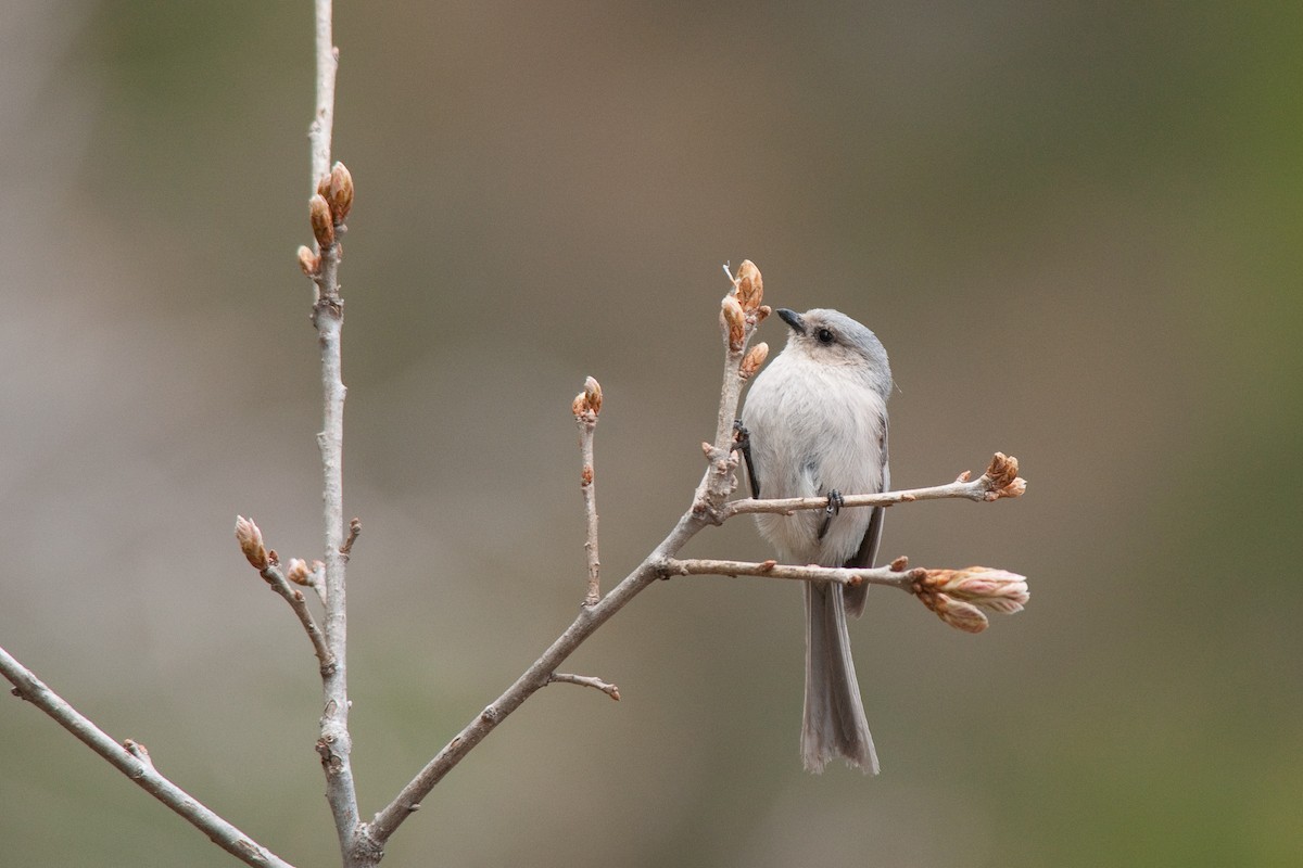 Bushtit (Interior) - ML29630801