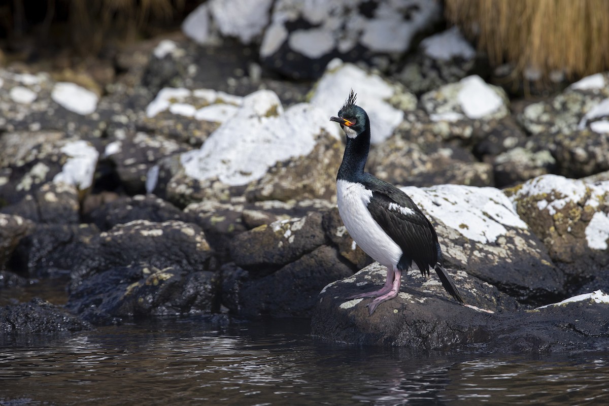 Campbell Islands Shag - Michael Stubblefield