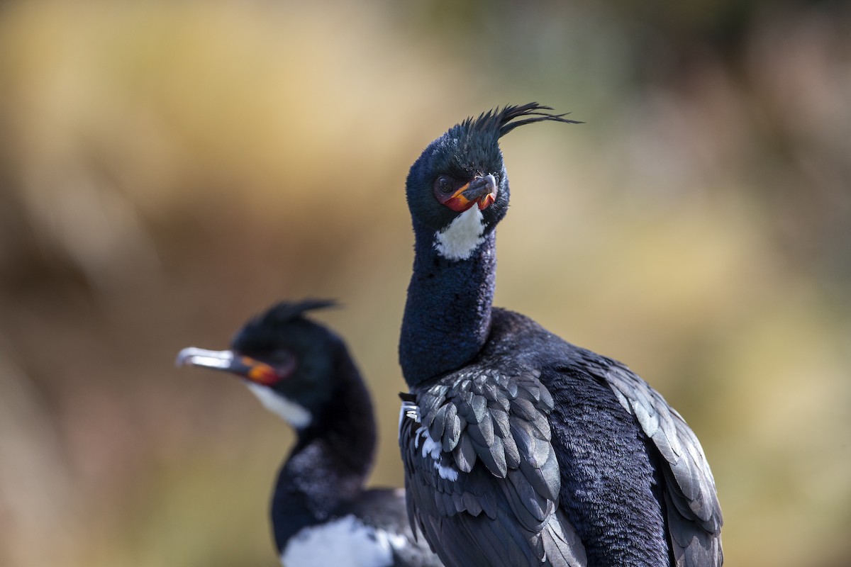 Campbell Islands Shag - Michael Stubblefield