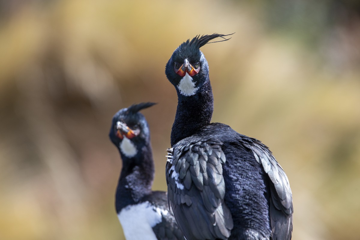 Campbell Islands Shag - Michael Stubblefield