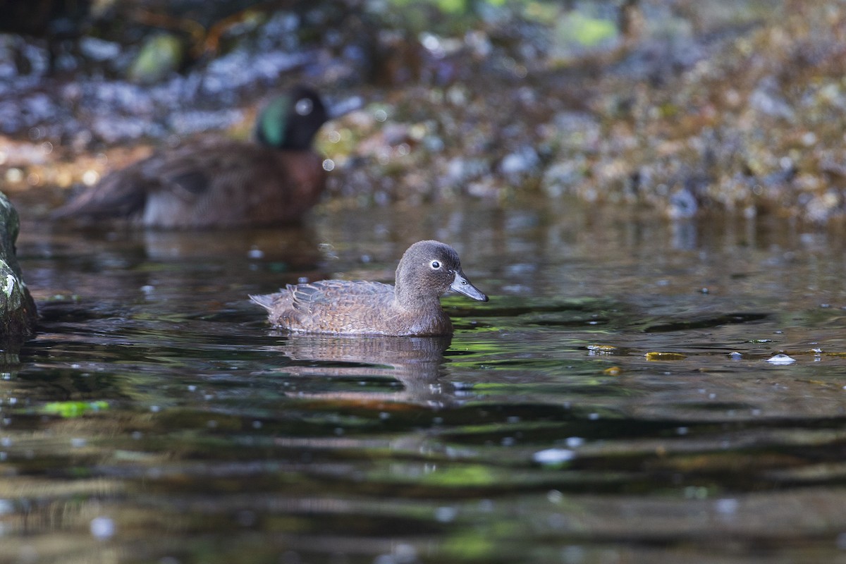 Campbell Islands Teal - Michael Stubblefield