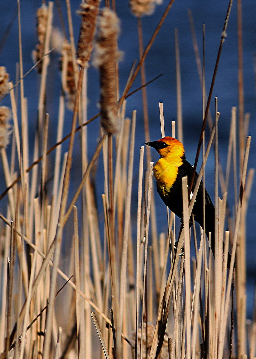 Yellow-headed Blackbird - ML296309591