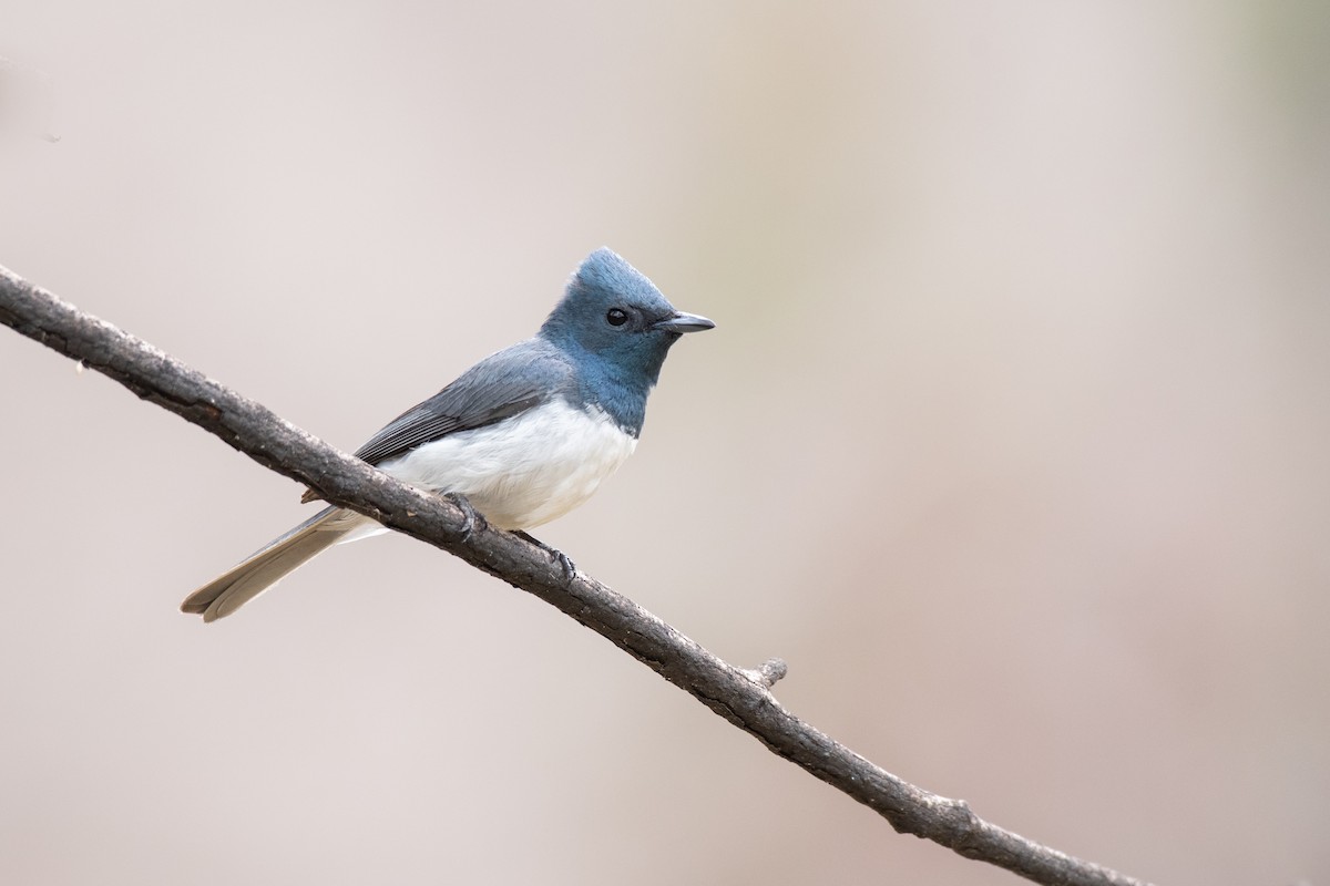Leaden Flycatcher - ML296310161