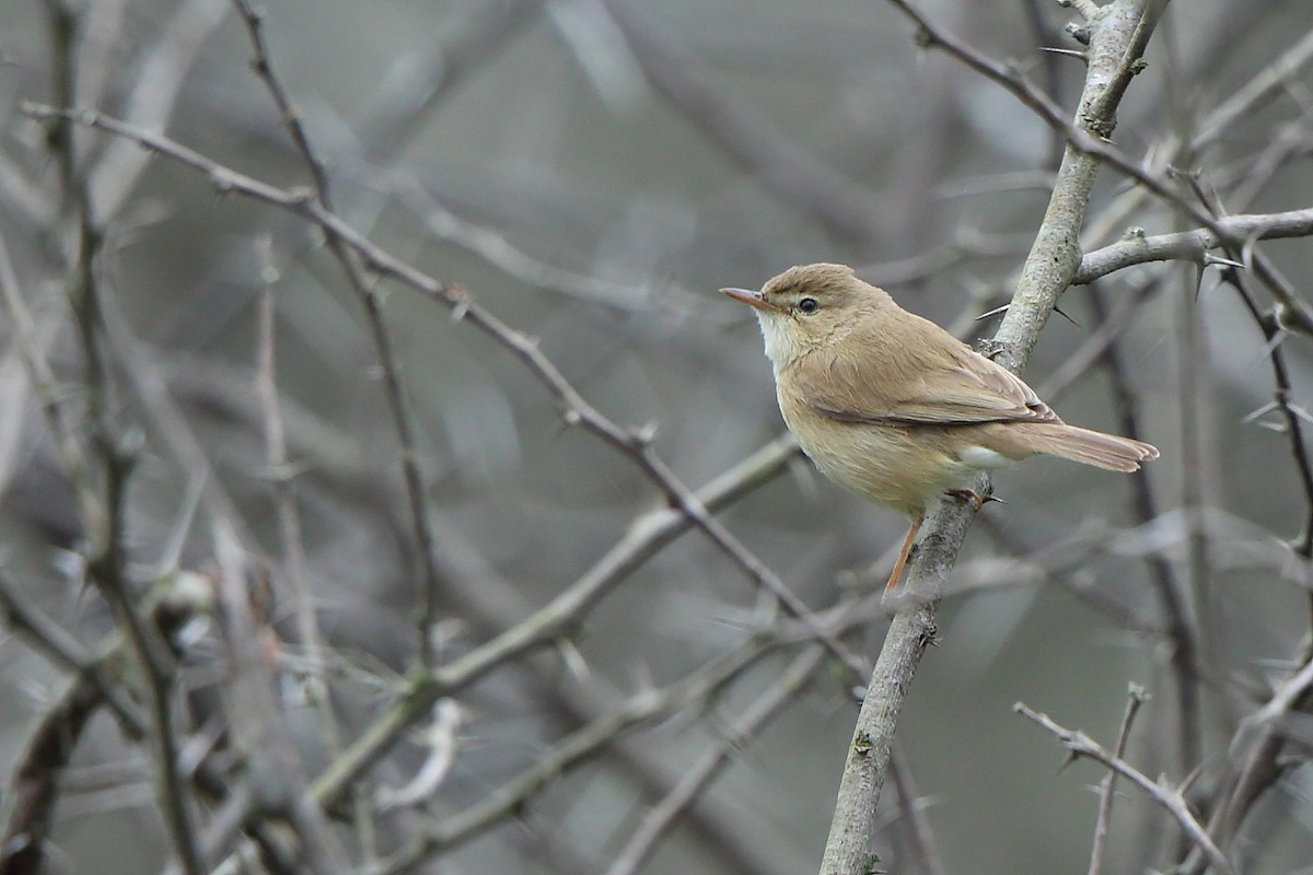 Booted Warbler - Albin Jacob