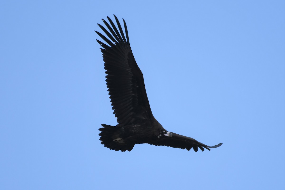 Cinereous Vulture - Joye Zhou