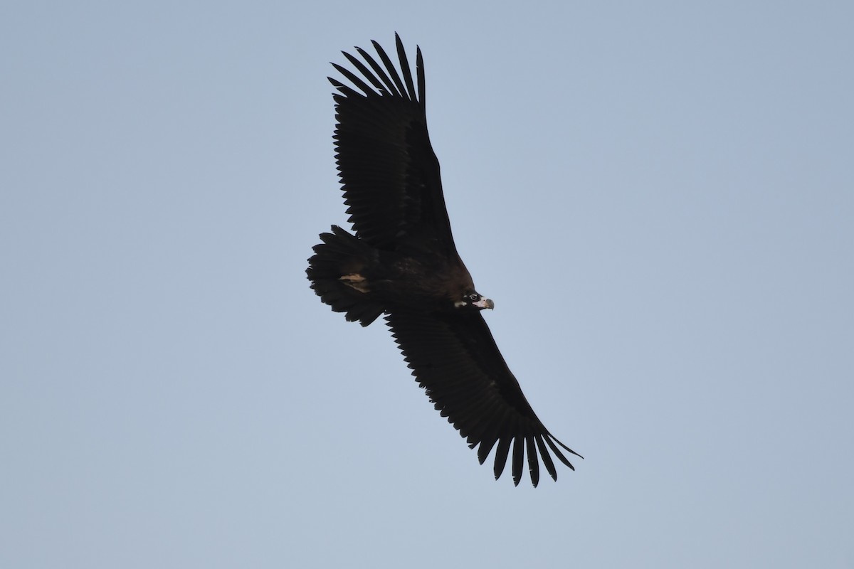 Cinereous Vulture - ML296310821