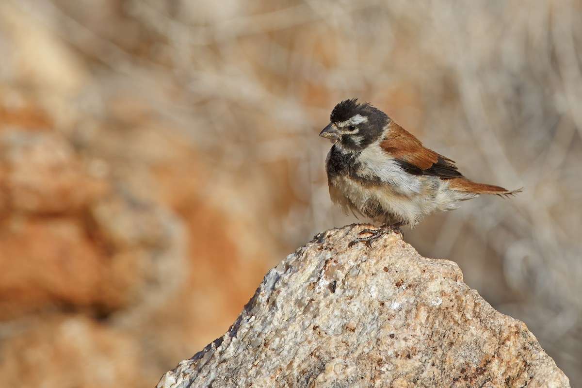 Black-headed Canary - ML296311061