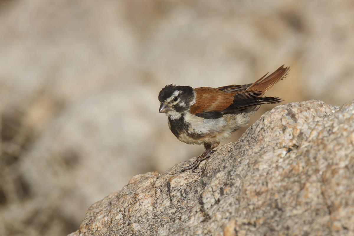 Black-headed Canary - ML296311091