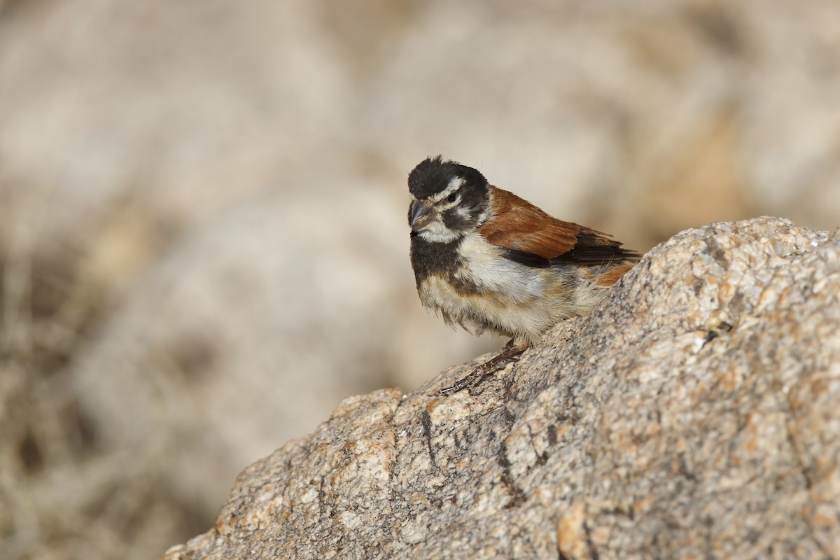 Black-headed Canary - Marco Valentini