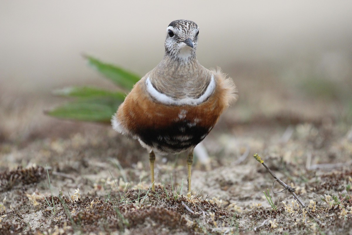 Eurasian Dotterel - ML296312001