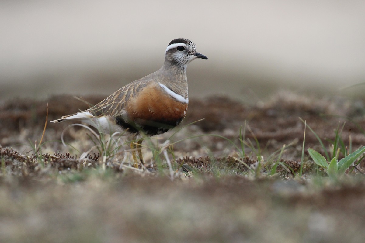 Eurasian Dotterel - ML296312041