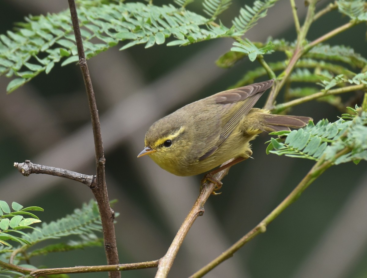 黃腹柳鶯(affinis/perflavus) - ML296312461