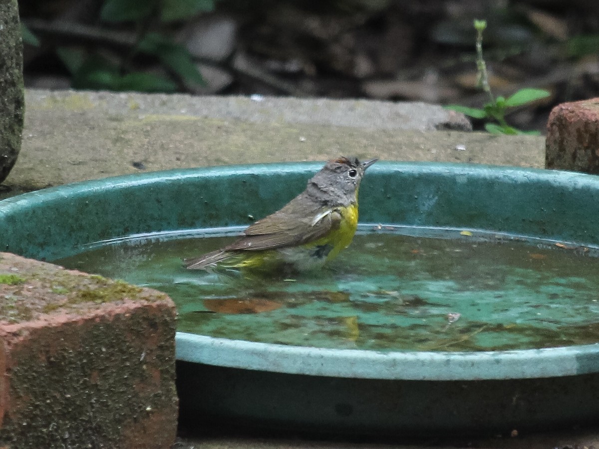 Nashville Warbler (ridgwayi) - ML29631291