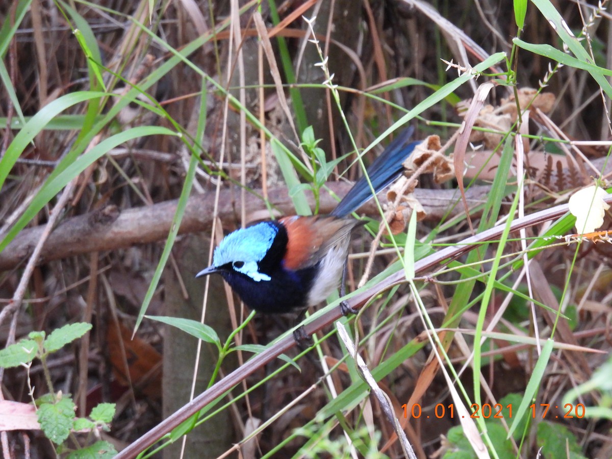 Red-winged Fairywren - ML296312961