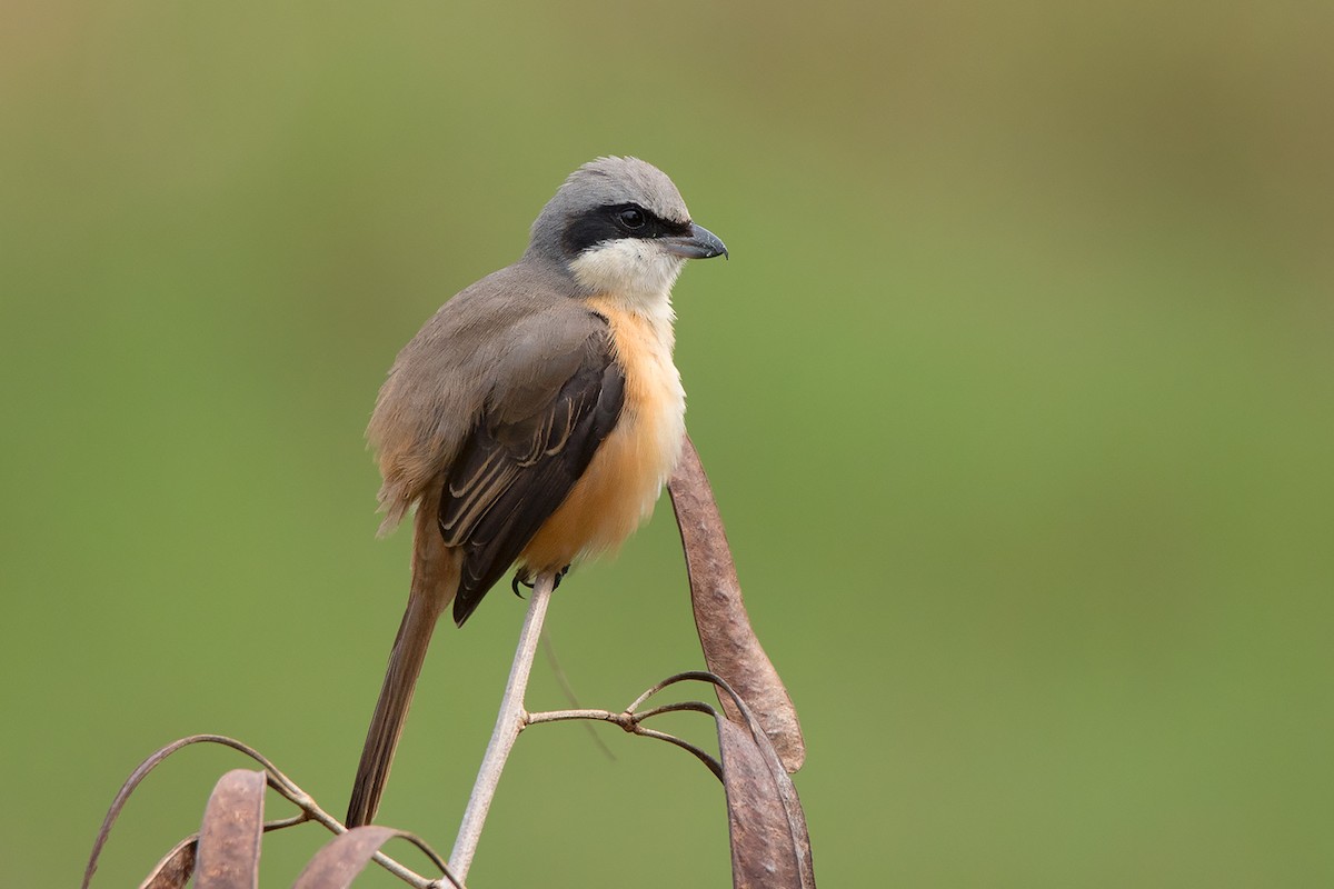 Brown Shrike (Philippine) - Ayuwat Jearwattanakanok
