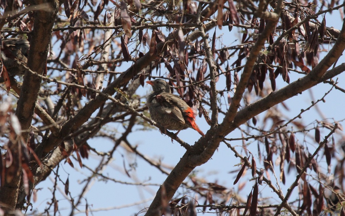 Red-billed Pytilia - ML296314141