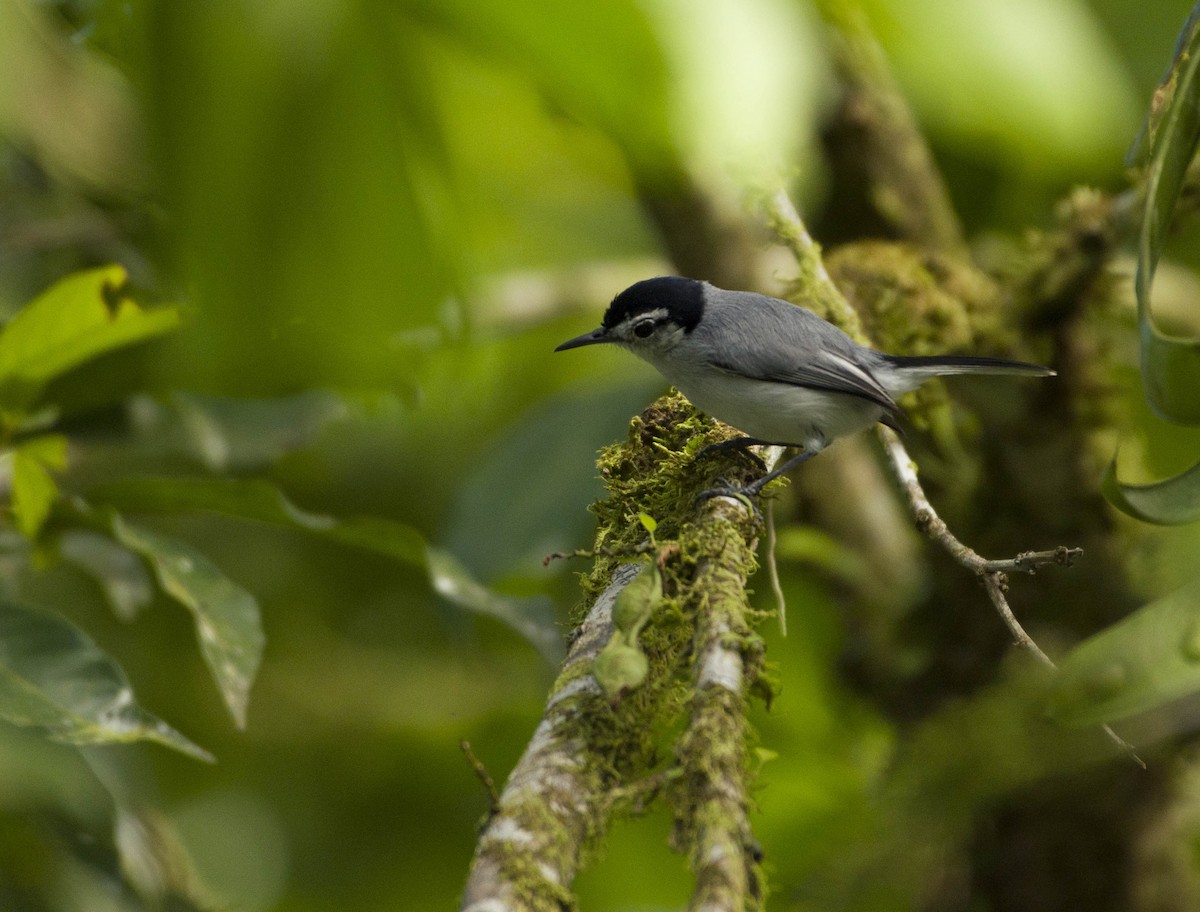 White-browed Gnatcatcher - ML296315831