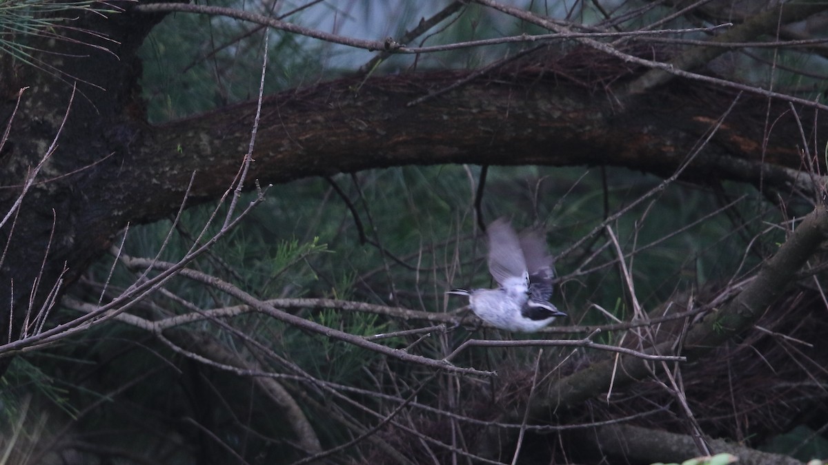 Gray Bushchat - Shenjer Chen